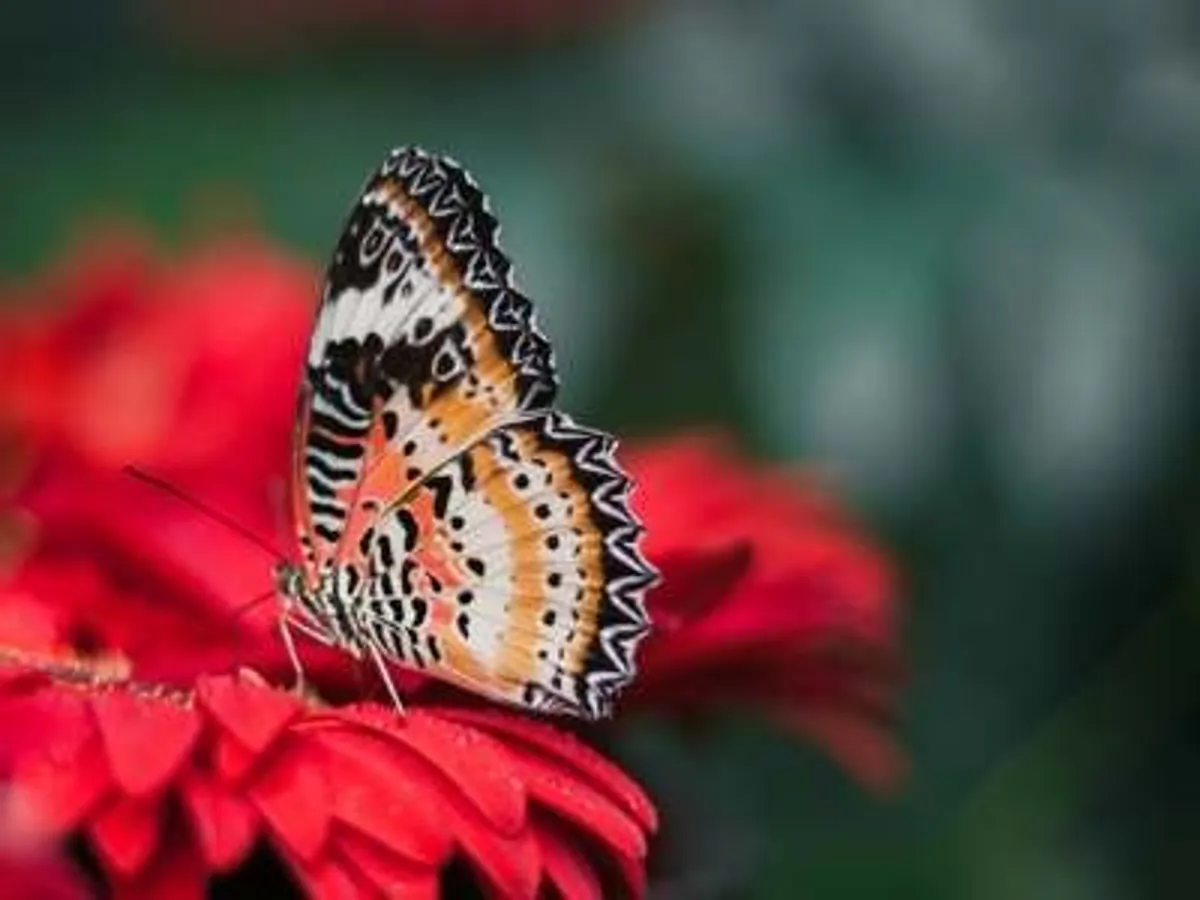 Small butterfly photo upscaled by Local AI (Before)