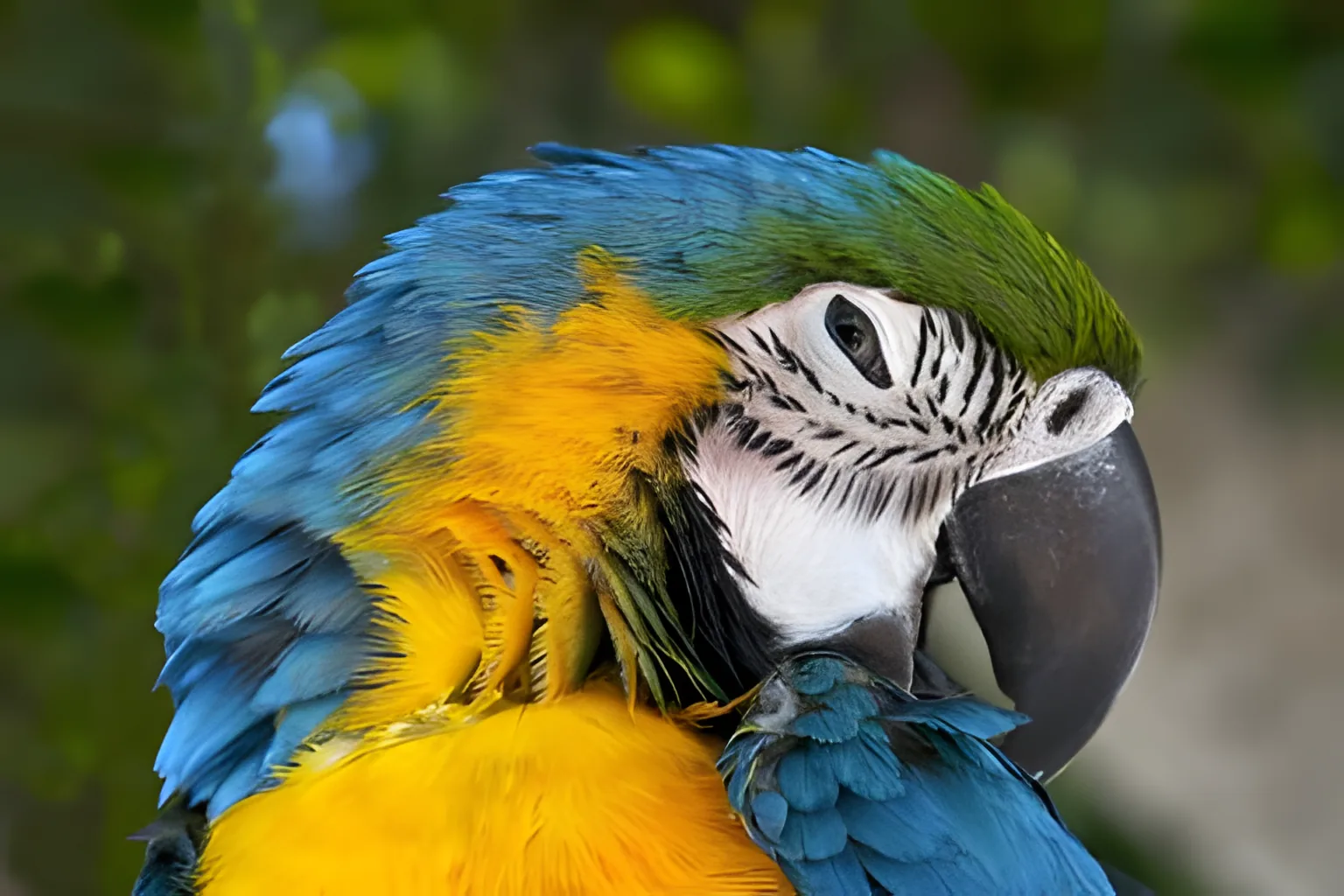 The same macaw after 4× AI upscaling, with a sharp beak, eye and face stripes