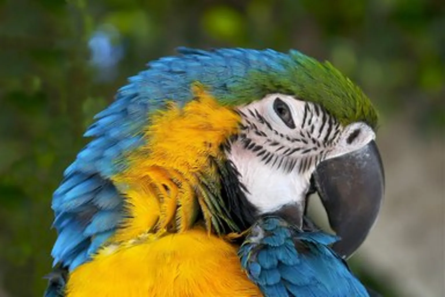 Small photo of a blue-and-yellow macaw's head, stretched 4× and soft