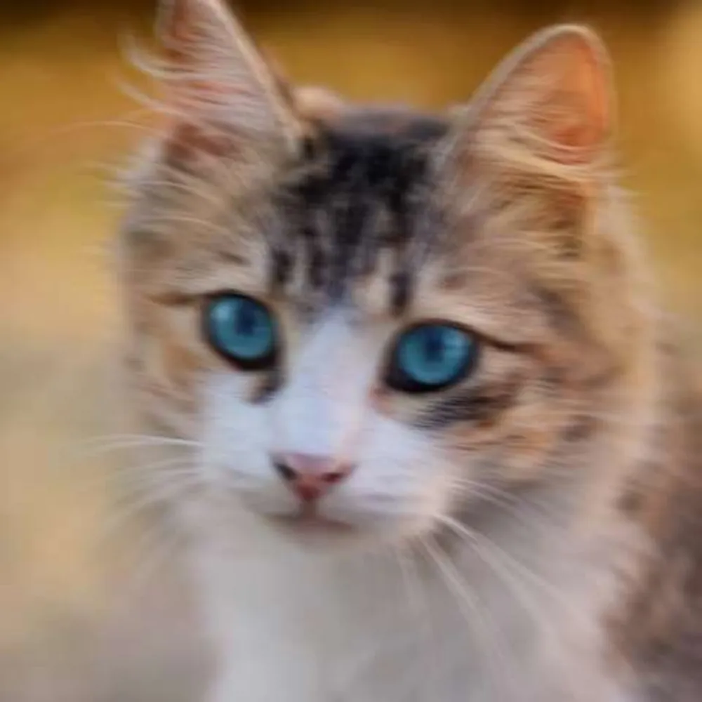Shaky Pet Photo before