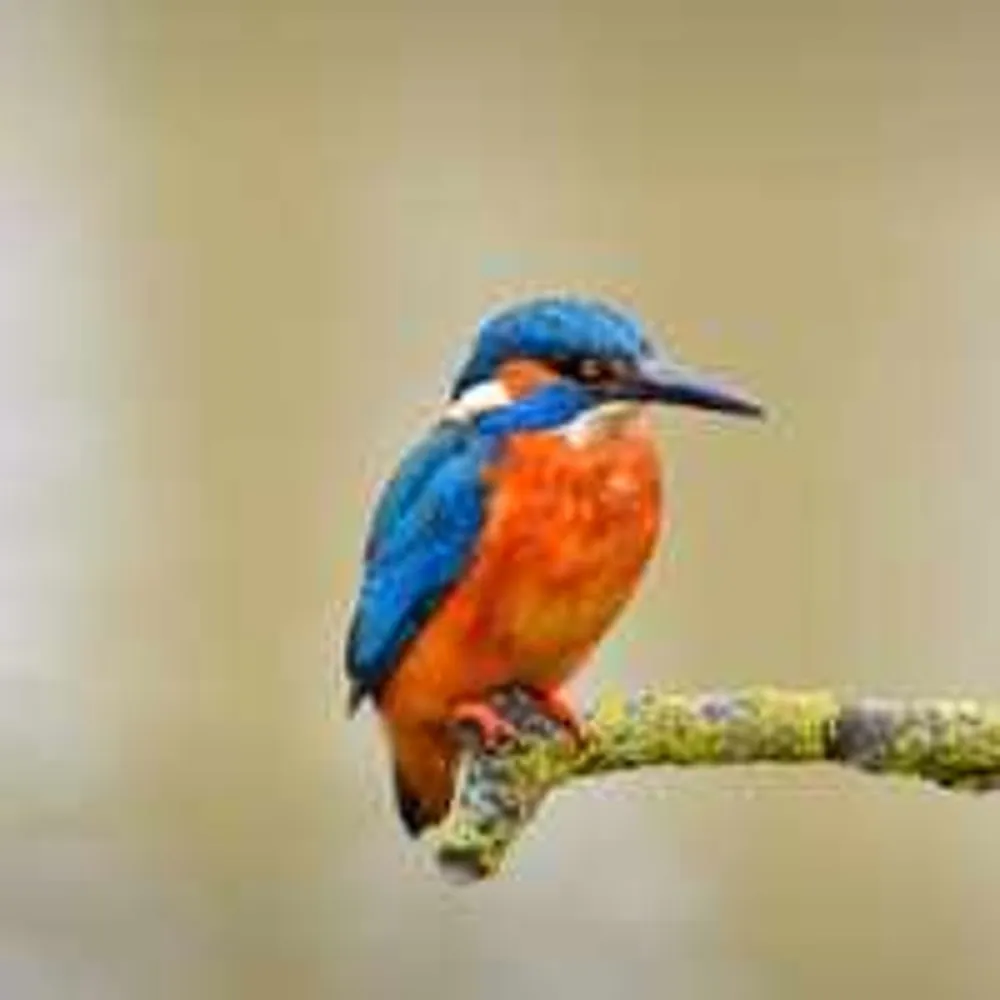 Tiny Wildlife Shot before